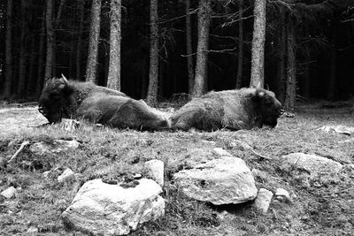 Animal relaxing in forest