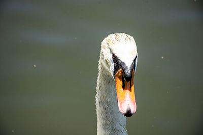 Close-up of swan swimming in lake