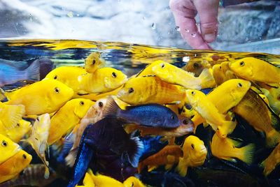 Close-up of hand holding fish in water