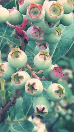 Close-up of fruits growing on tree
