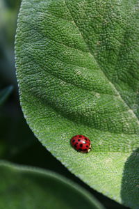 High angle view of ladybug on leaf