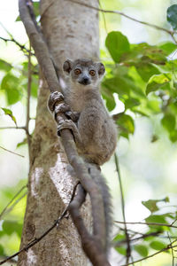 Portrait of a squirrel on tree