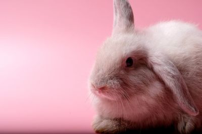 Close-up of a rabbit