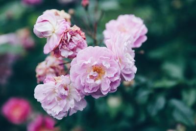 Close-up of pink flowers