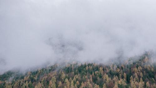 Scenic view of trees in forest against sky