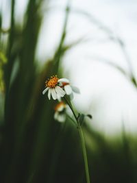 Close-up of white flowering plant