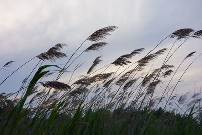 Low angle view of grass on field against sky