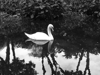 Swan on lake