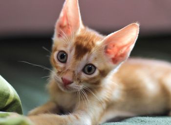 Close-up portrait of kitten
