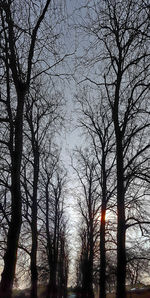 Low angle view of trees against sky