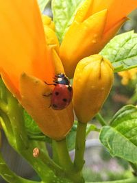 Close-up of ladybug on yellow flower