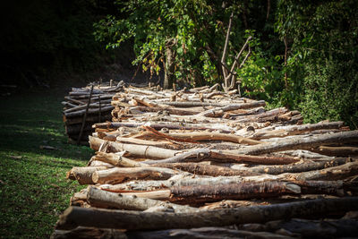 Stack of logs in forest