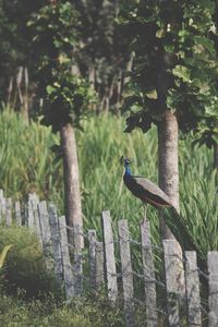 Close-up of peacock on field