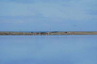 Birds flying over sea against sky