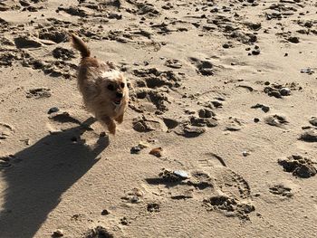 High angle view of dog on beach