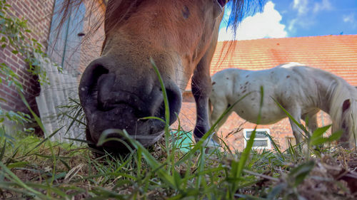 Cow grazing on field against sky