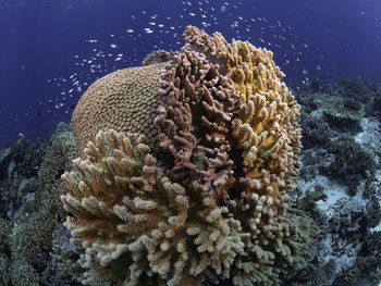 Close-up of fish underwater