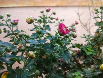 Close-up of flowers growing on plant