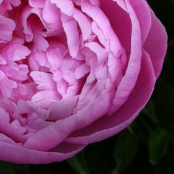 Close-up of pink rose