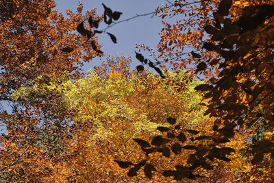 Low angle view of autumnal tree against sky