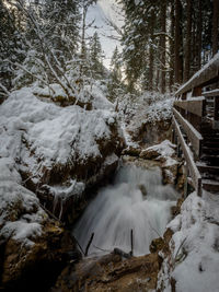 Snow covered land and trees in forest