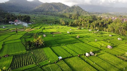 High angle view of agricultural field