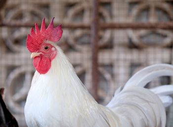 Close-up of rooster