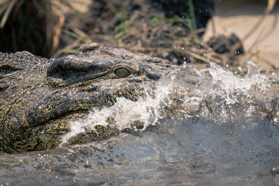 Close-up of crocodile