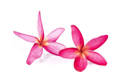 Close-up of pink flowering plant against white background