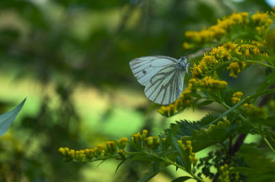 Close-up of butterfly pollinating on flower