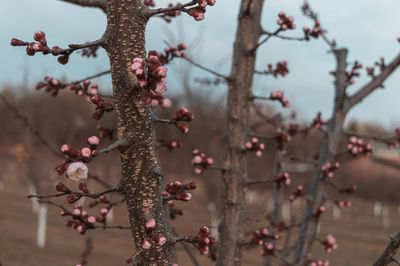 Close-up of cherry blossoms on tree