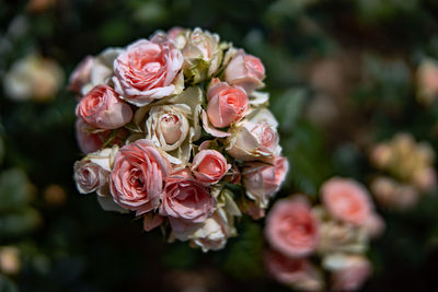 Close-up of rose bouquet