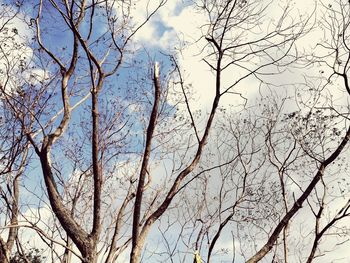 Low angle view of bare tree against sky