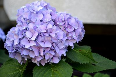 Close-up of purple flowers