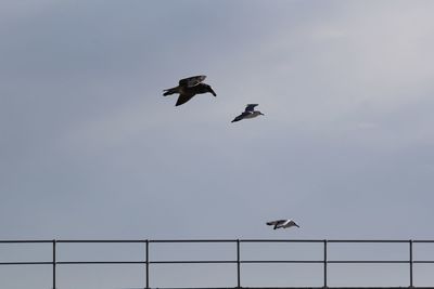 Low angle view of seagulls flying