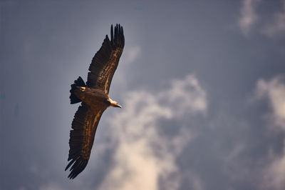 Low angle view of eagle flying against sky