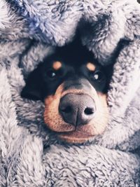 Close-up portrait of dog resting