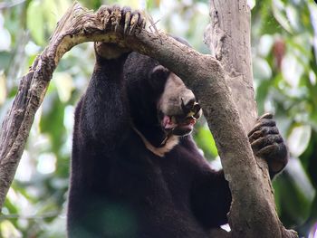 Malayan sun bear on tree at forest