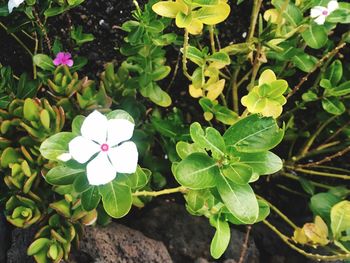 High angle view of flowers blooming outdoors