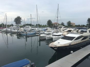 Sailboats moored at harbor