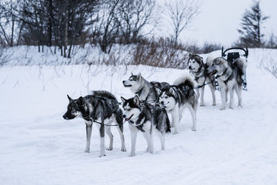 View of dog on snow covered land