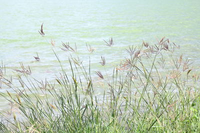 Scenic view of sea shore