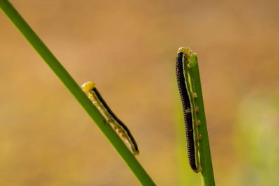 The caterpillars are trapping the leaves.