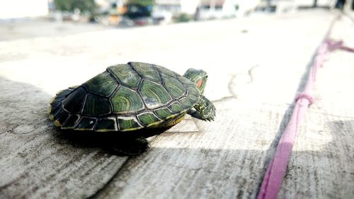 Close-up of crab on leaf
