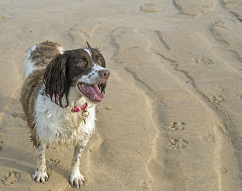 Portrait of dog sitting on sand