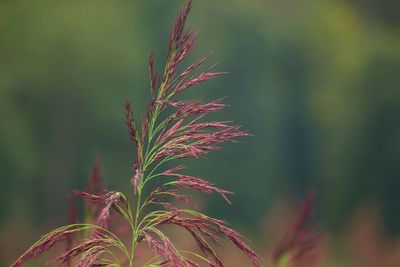 Close-up of plant