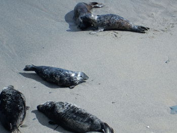 High angle view of crab on beach