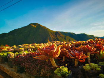 Close-up of flowering plants by mountains against sky