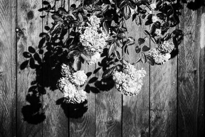 Close-up of flowering plant hanging on wood