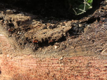 Close-up of insect on land